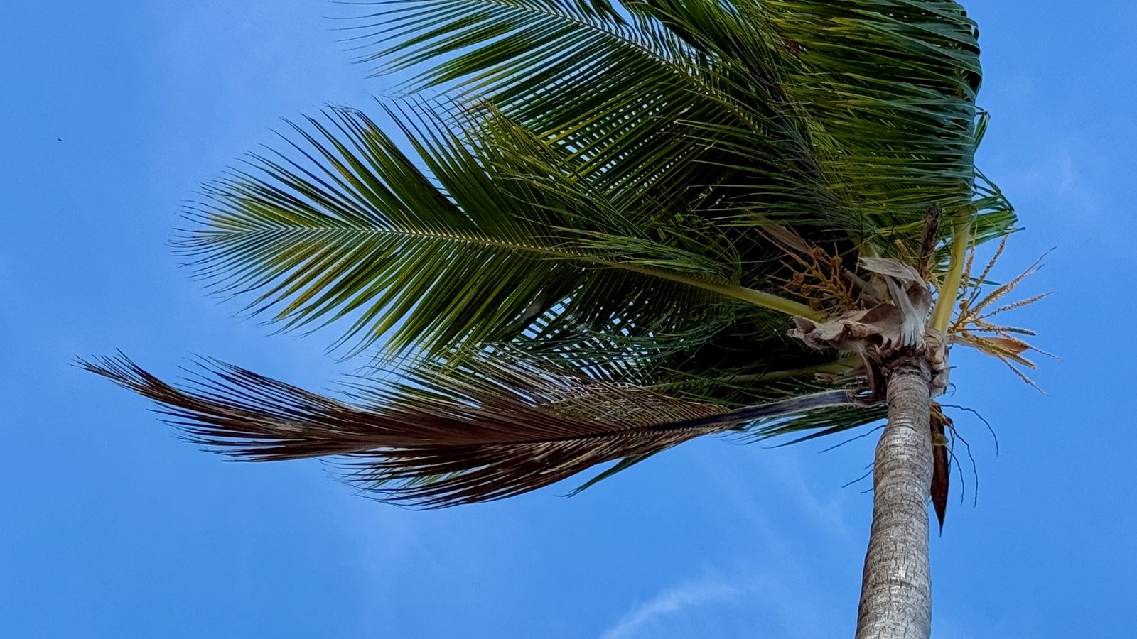Wild Playa Limón with palm forest and Atlantic waves